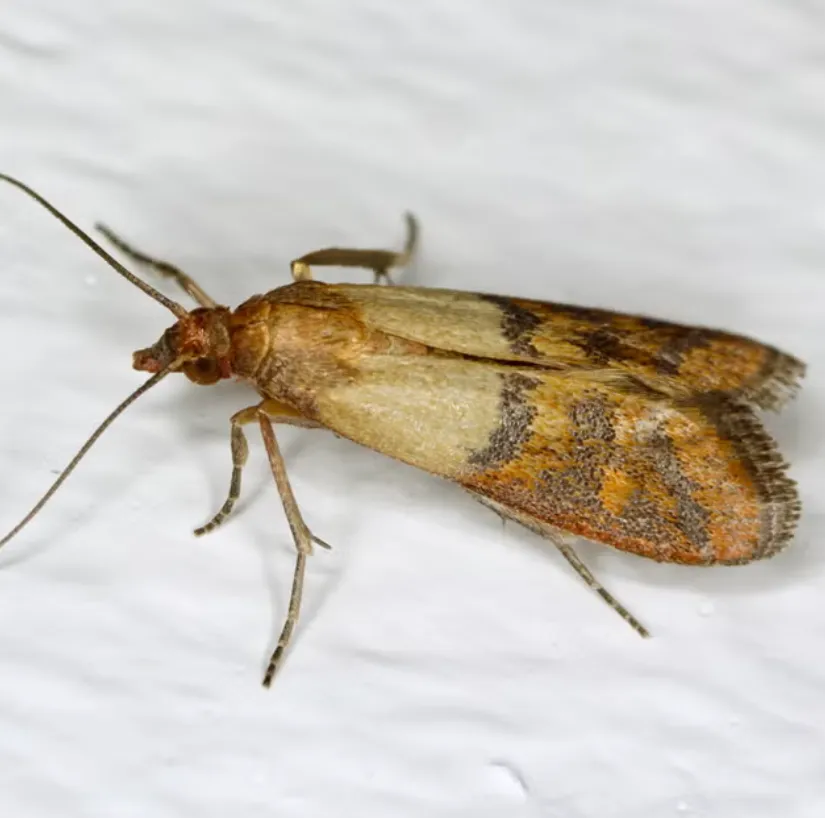 Grain Moth Life Cycle