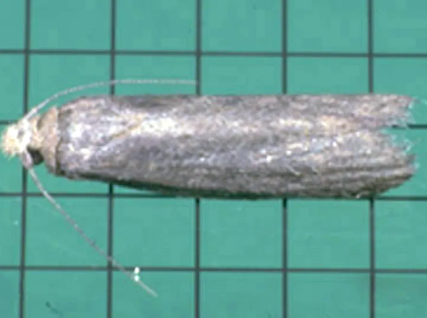 Grain Moth Life Cycle