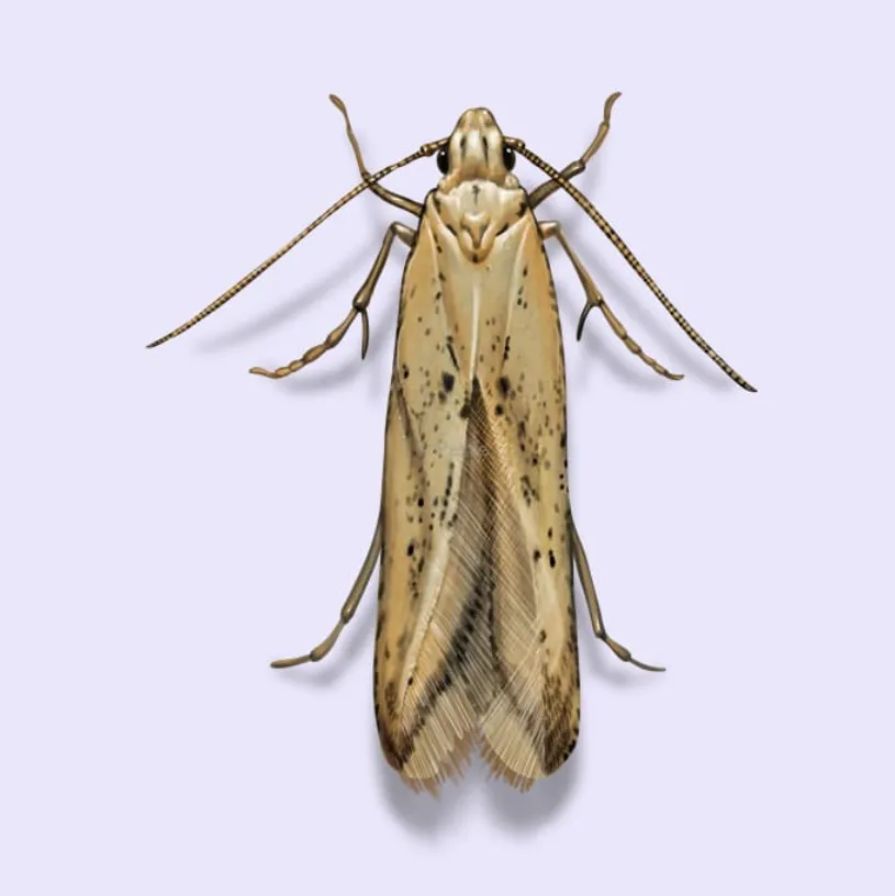 Grain Moth Life Cycle