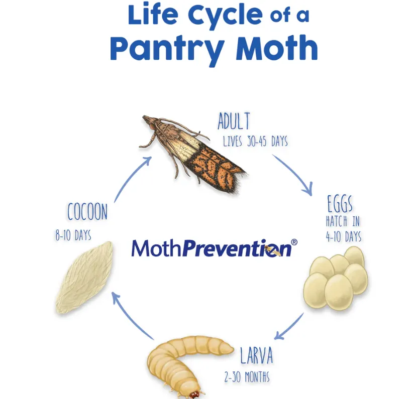 Grain Moth Life Cycle