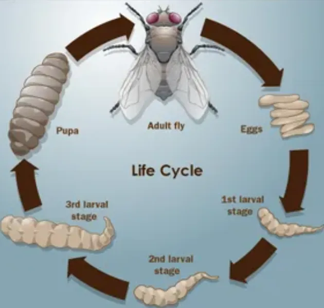 Life Cycle of Tomato Horn Worm