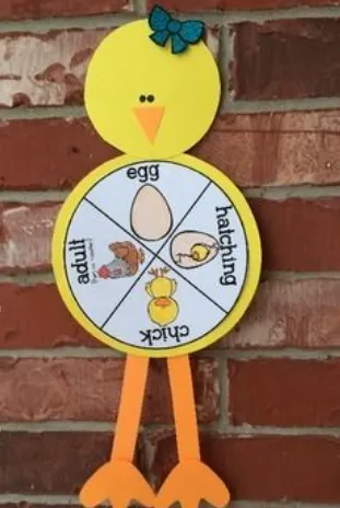 Life Cycle of a Chick
