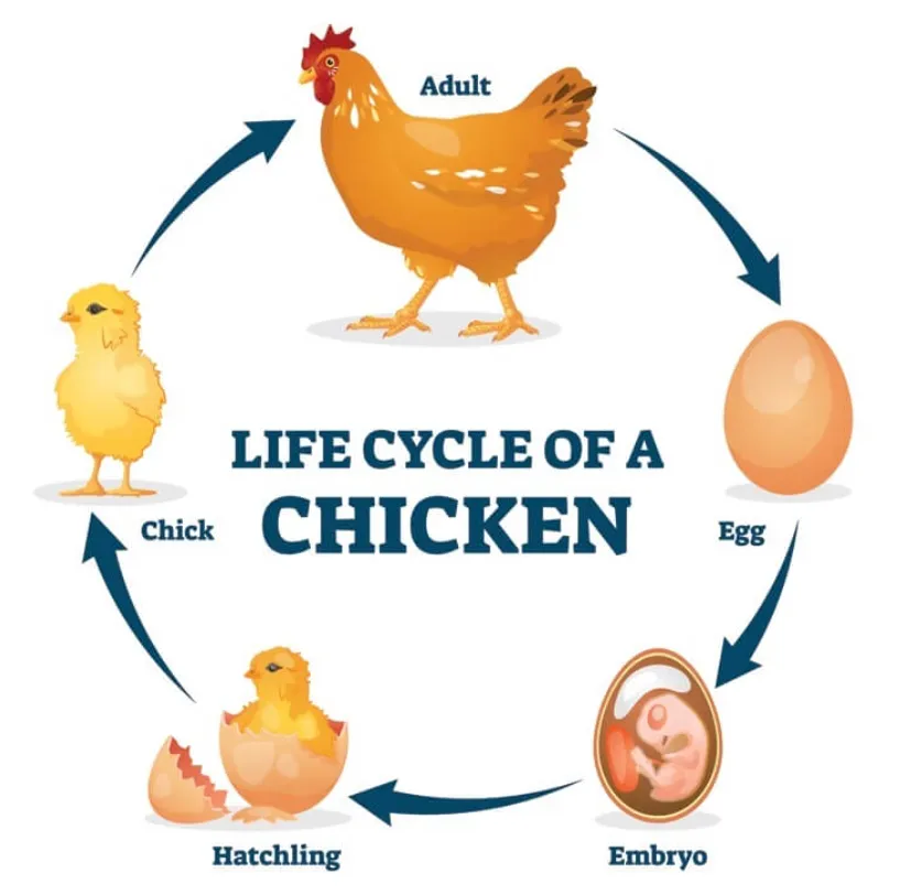 Life Cycle of a Chick