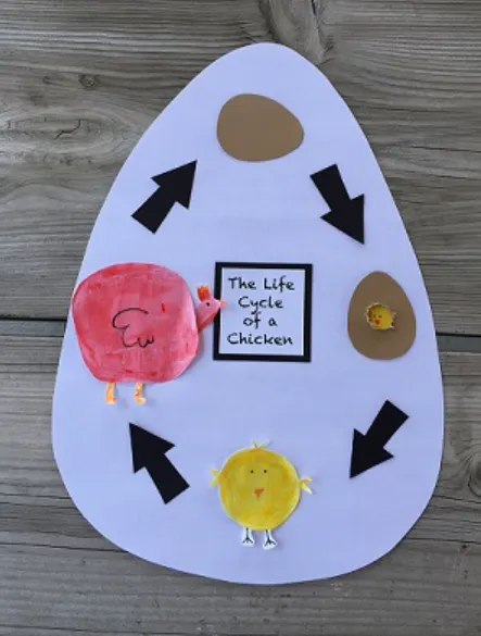 Life Cycle of a Chick