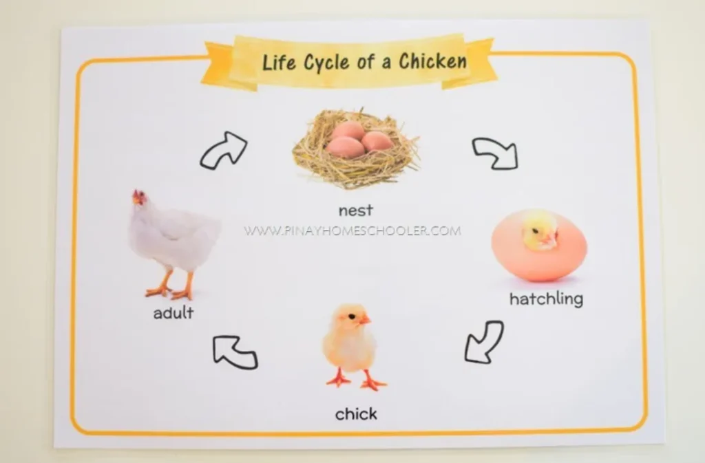 Life Cycle of a Chick