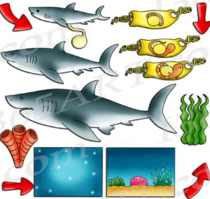 Life Cycle of a Great White Shark