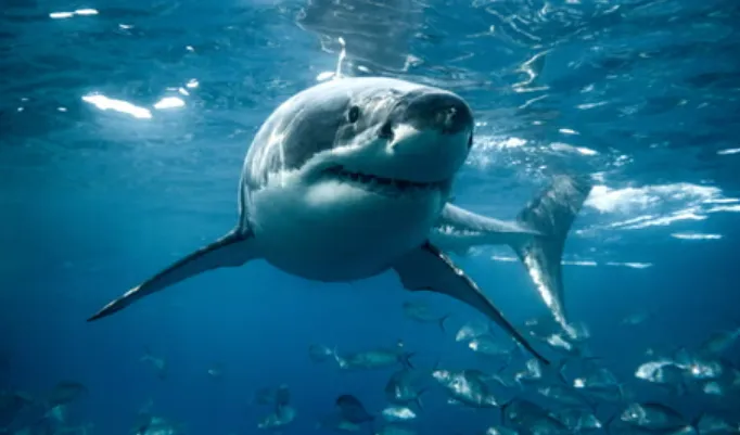 Life Cycle of a Great White Shark