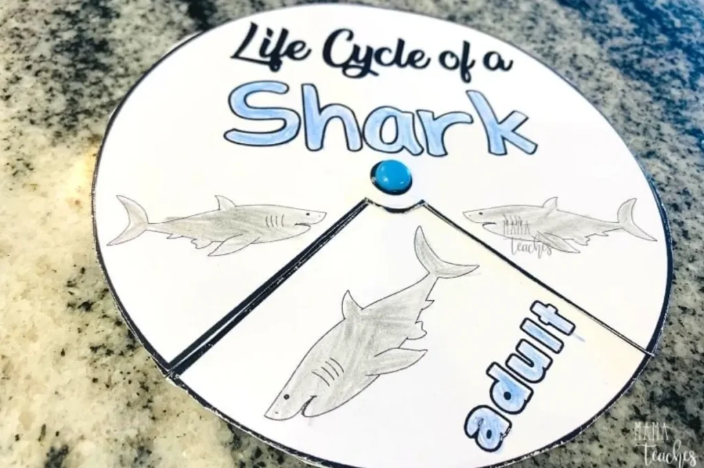 Life Cycle of a Great White Shark