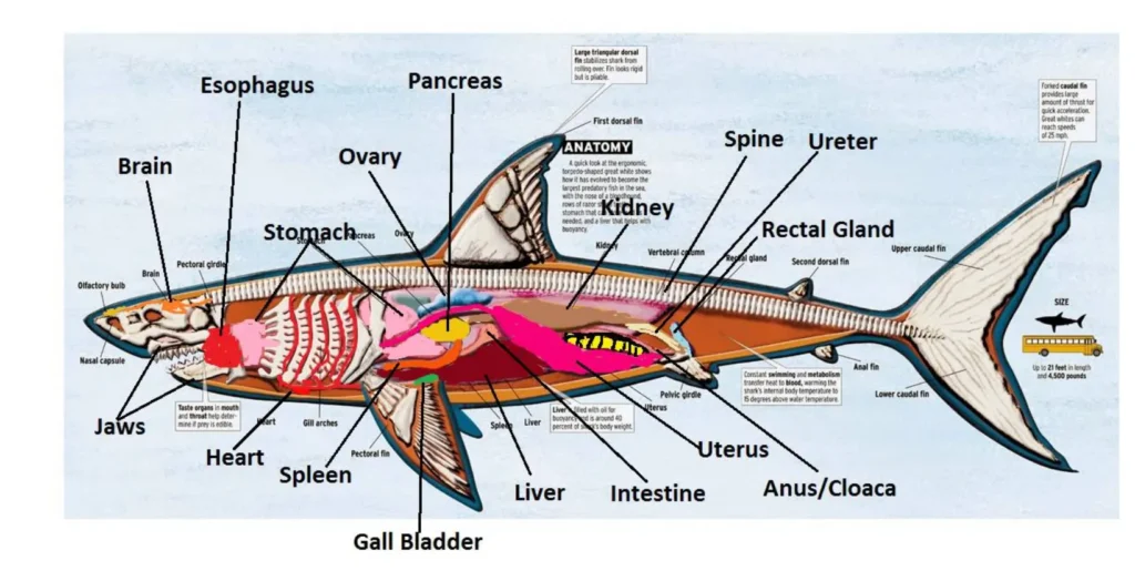 Life Cycle of the Shark