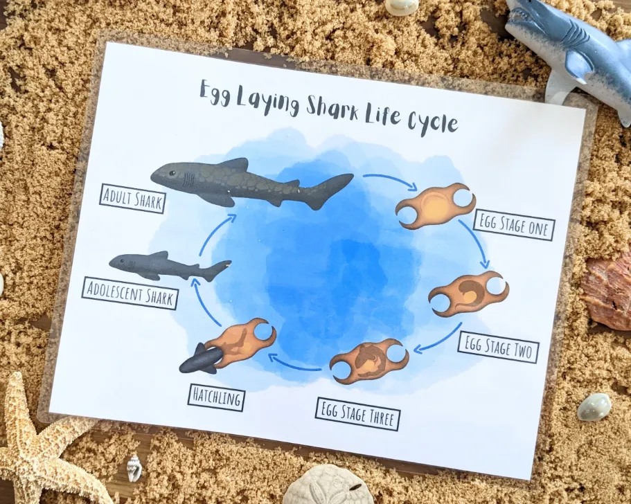 Life Cycle of the Shark