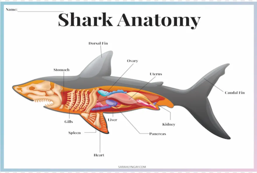 Life Cycle of the Shark