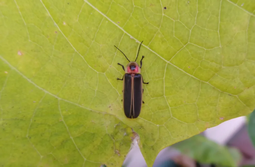Lightning Bug Life Cycle