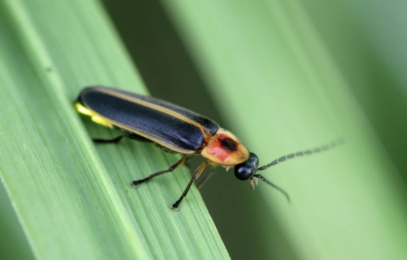 Lightning Bug Life Cycle: Complete Guide to How Fireflies Grow, Glow, Feed, Mate, and Survive in Nature