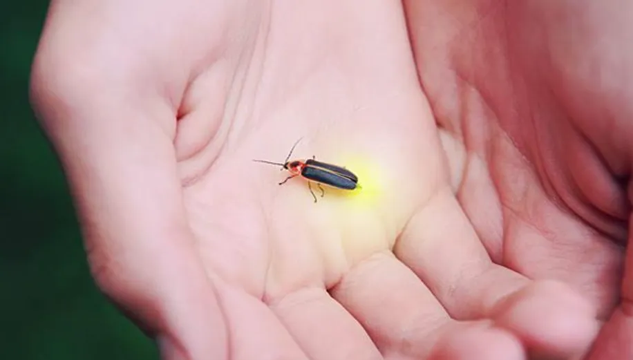 Lightning Bug Life Cycle