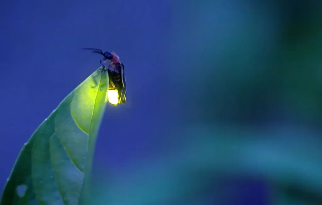 Lightning Bug Life Cycle