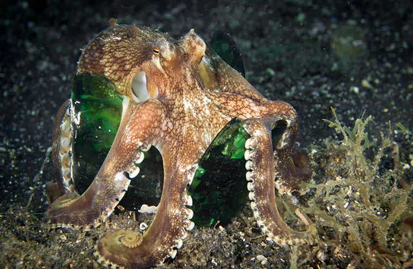 Octopus Life Cycle