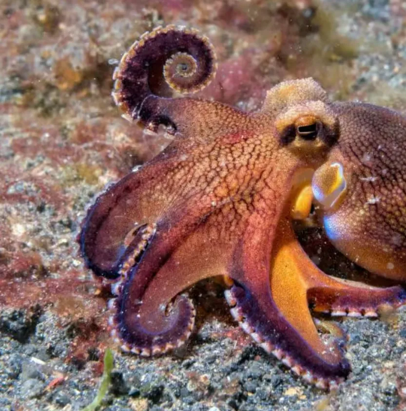 Octopus Life Cycle