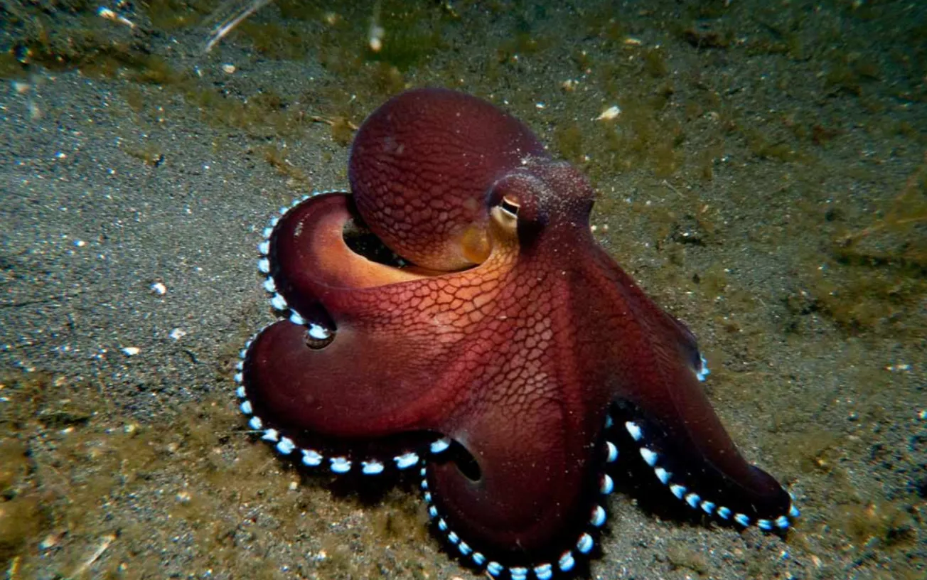Octopus Life Cycle: The Complete Journey From Egg to Intelligent Ocean Survivor