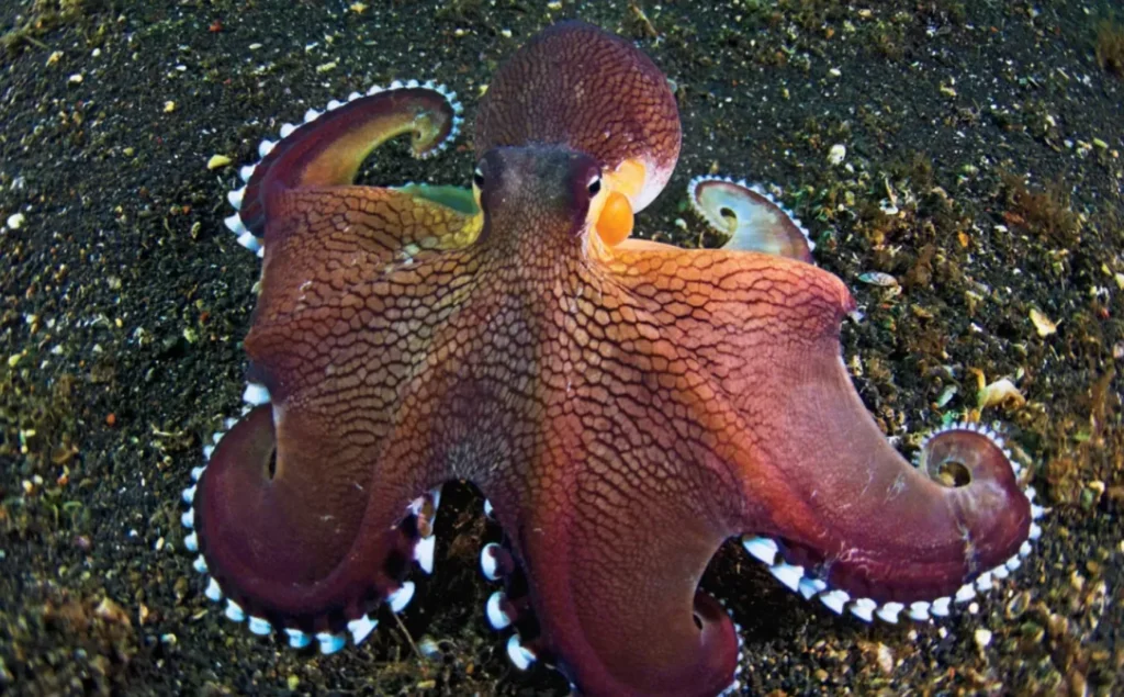 Octopus Life Cycle