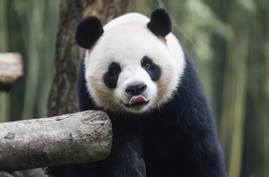 Panda Life Cycle