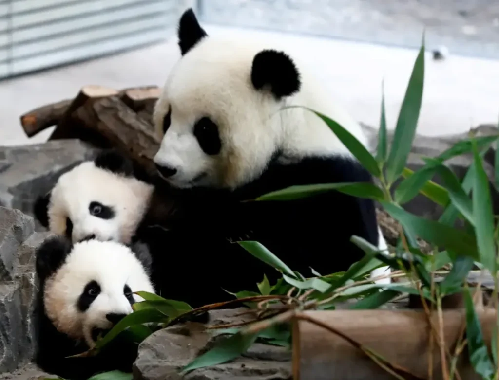 Panda Life Cycle