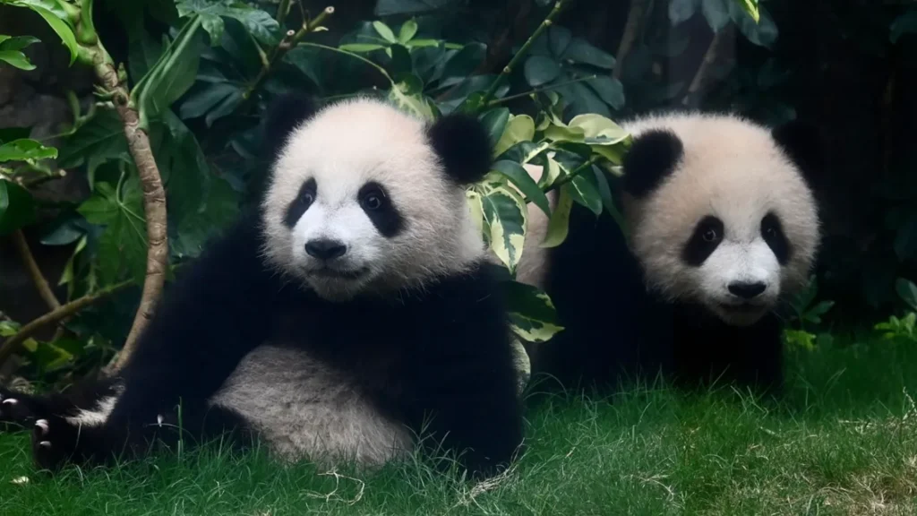 Panda Life Cycle