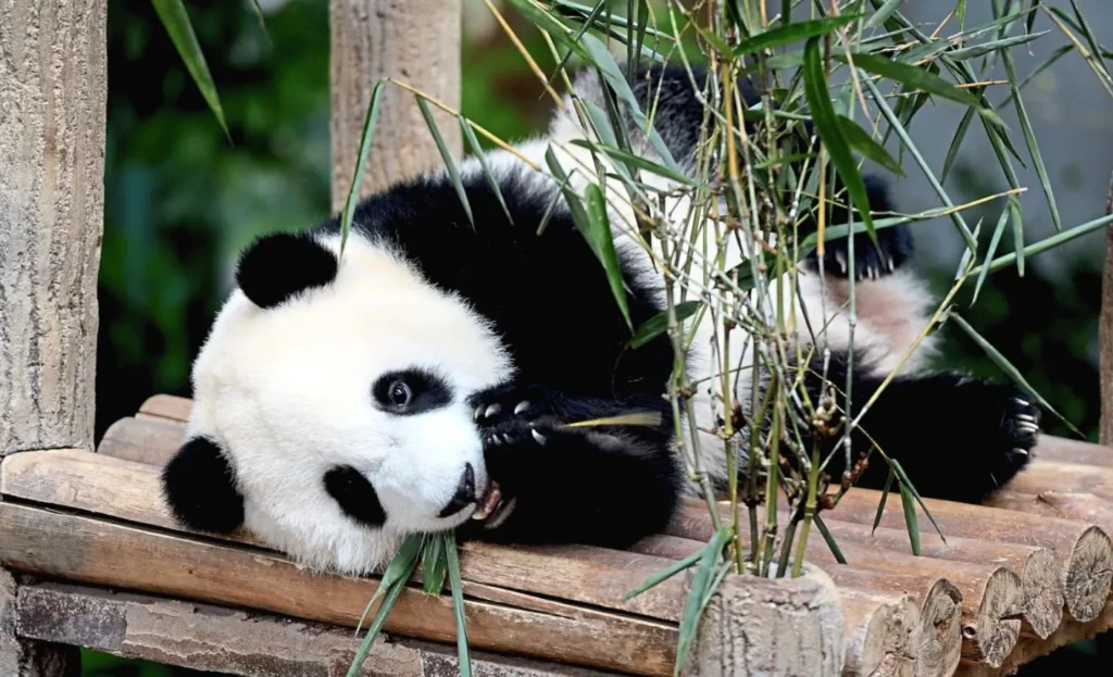 Panda Life Cycle