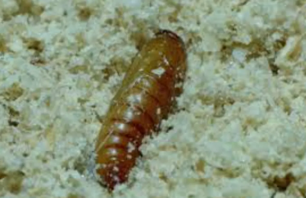 Pantry Moth Life Cycle