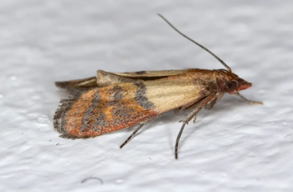 Pantry Moth Life Cycle