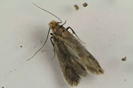 Pantry Moth Life Cycle