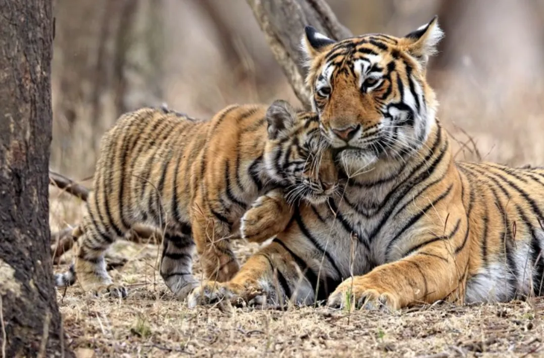 Tiger Life Cycle