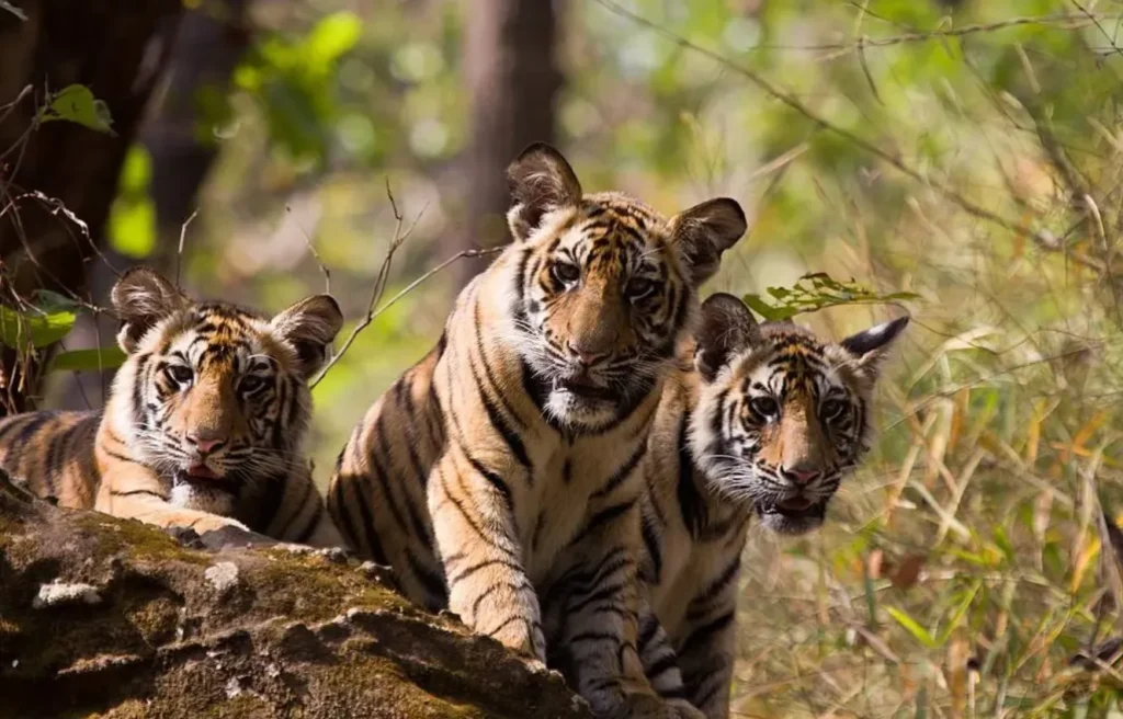 Tiger Life Cycle