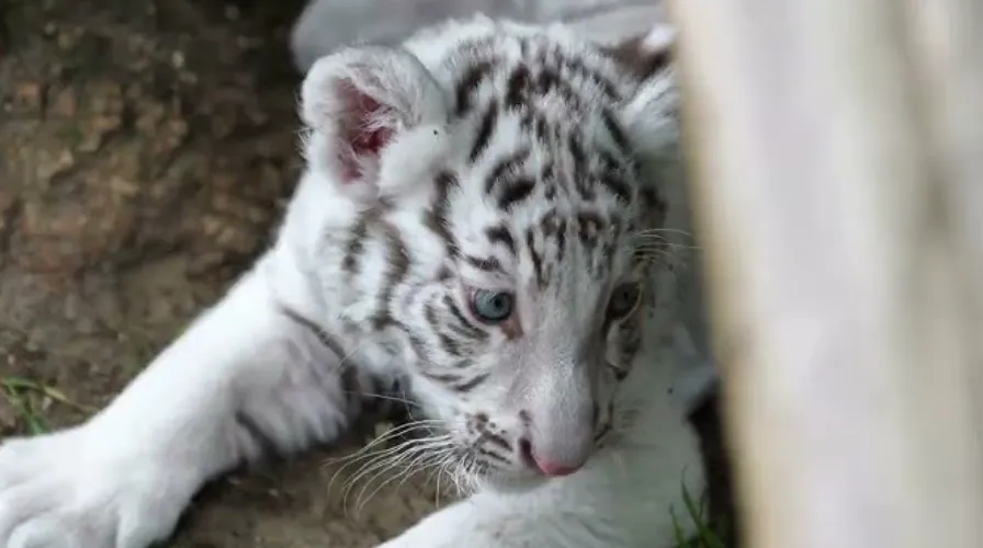 Tiger Life Cycle