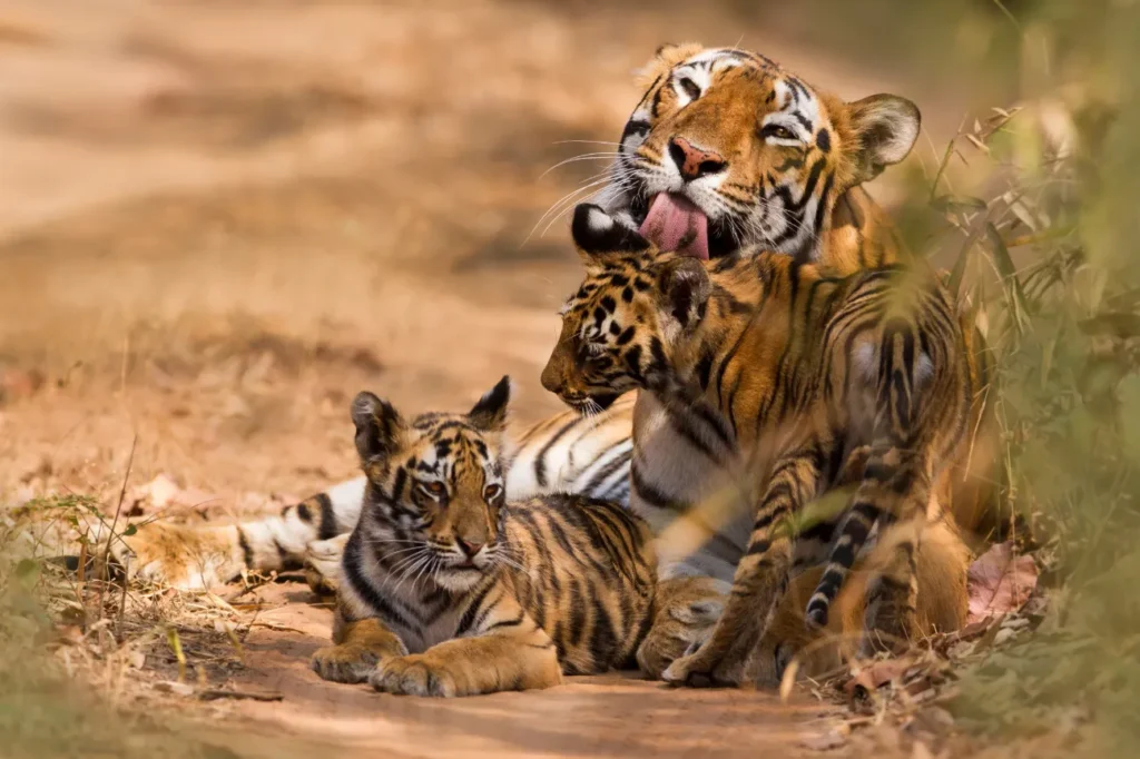 Tiger Life Cycle