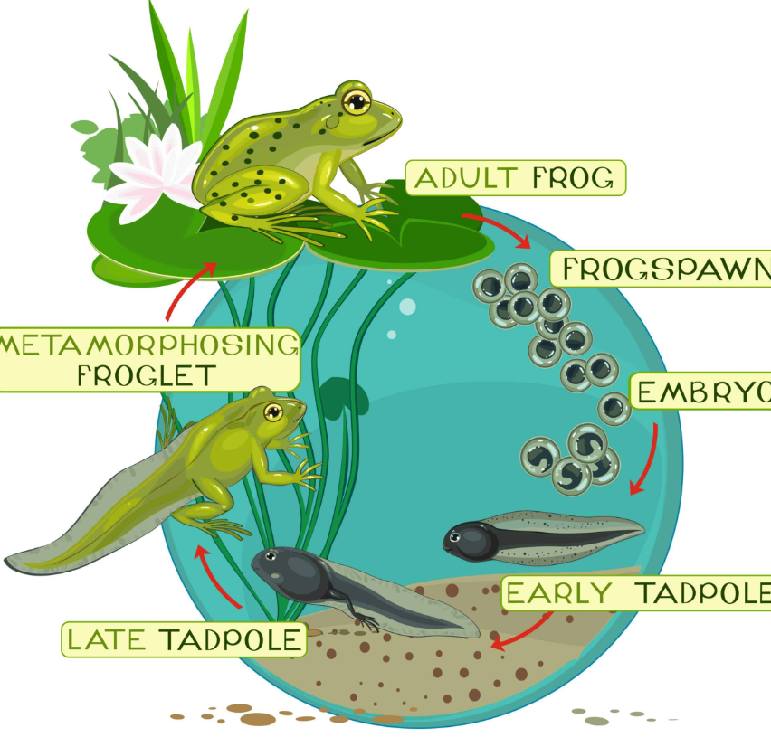 Toad’s Life Cycle