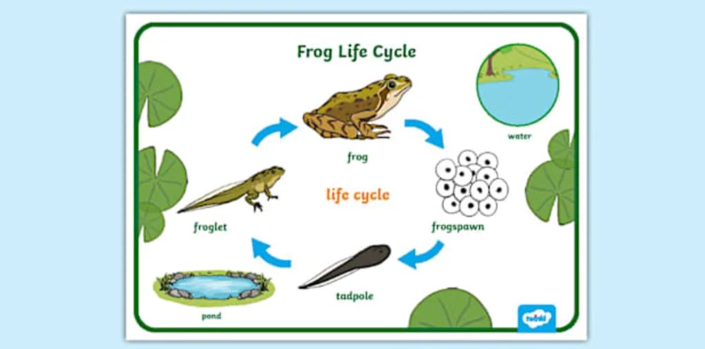 Toad’s Life Cycle