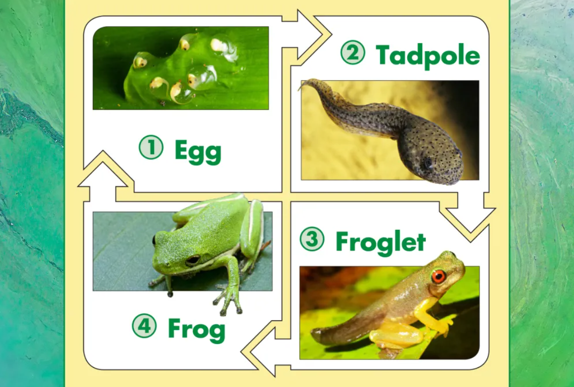 Toad’s Life Cycle