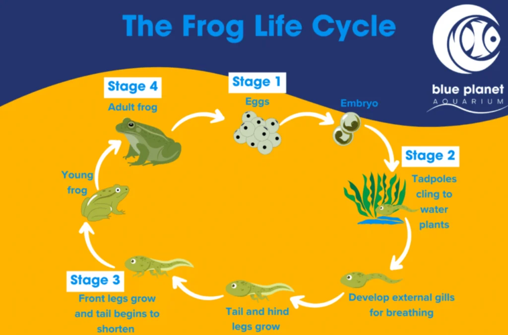 Toad’s Life Cycle