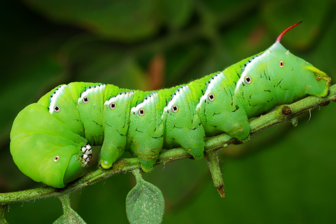 Tomato Caterpillar Life Cycle