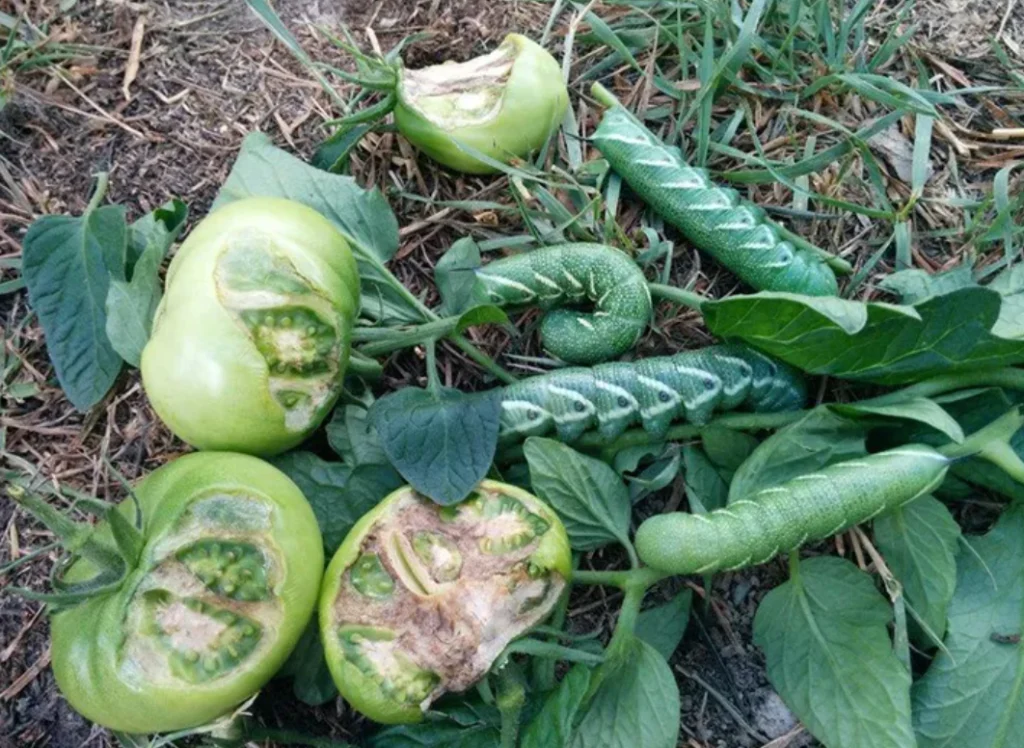 Tomato Caterpillar Life Cycle