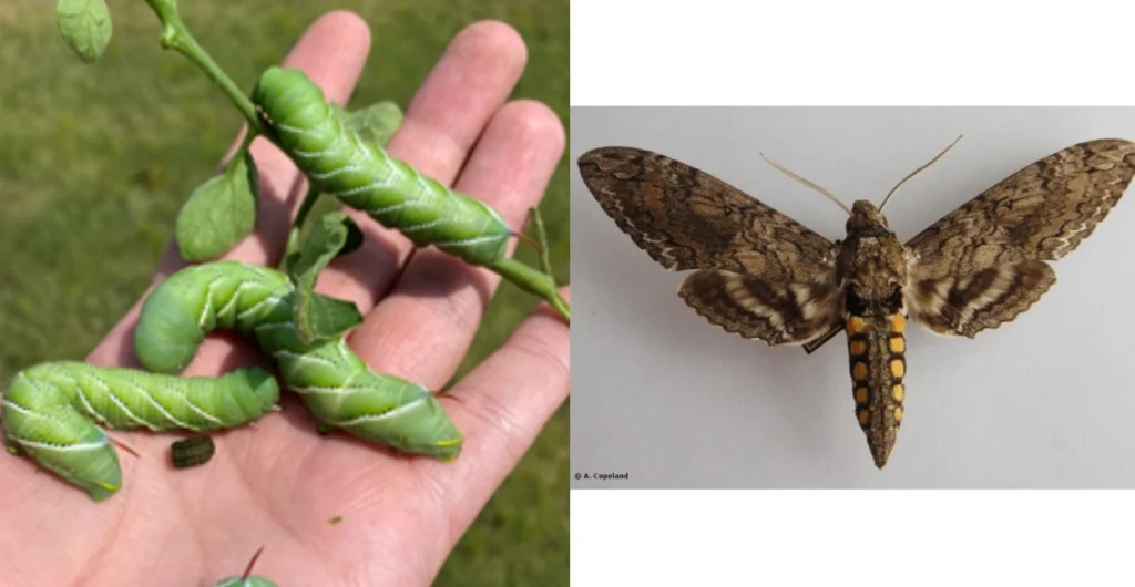 Tomato Caterpillar Life Cycle