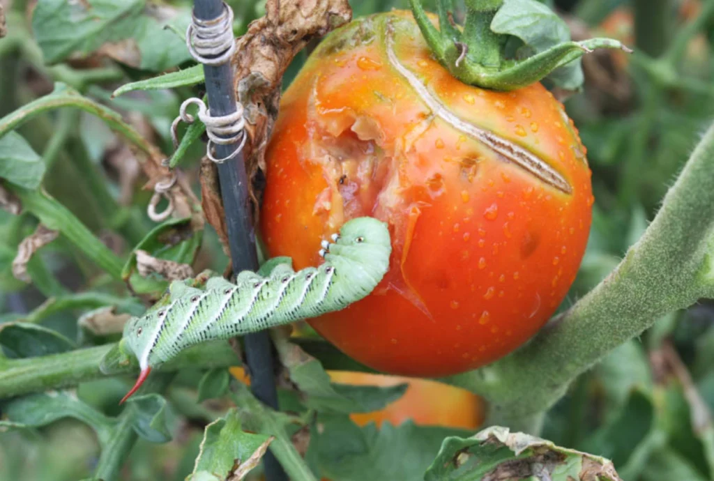 Tomato Caterpillar Life Cycle