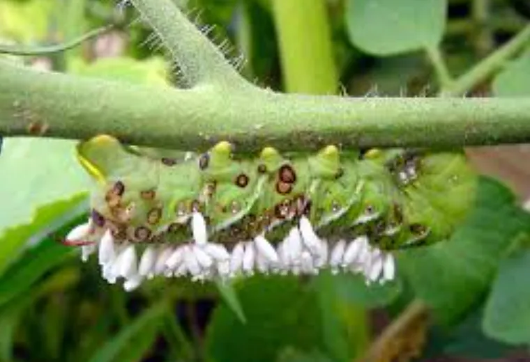 Life Cycle of Tomato Horn Worm