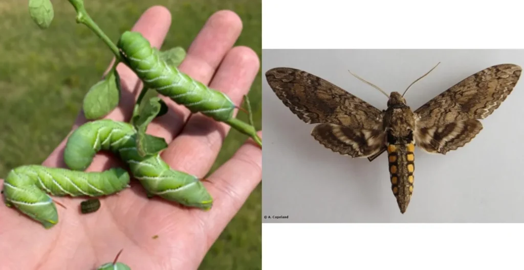 Life Cycle of Tomato Horn Worm