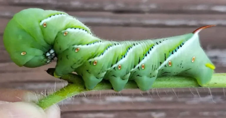 Life Cycle of Tomato Horn Worm