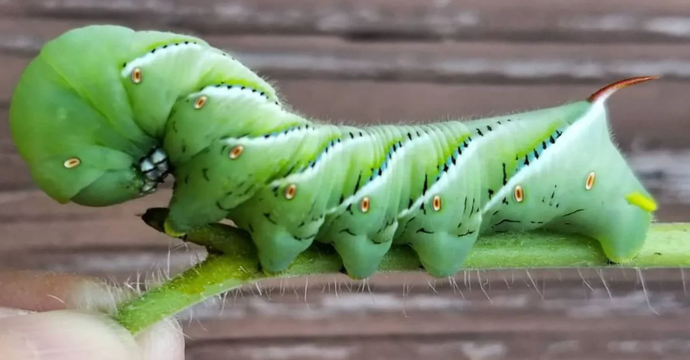 Life Cycle of Tomato Horn Worm