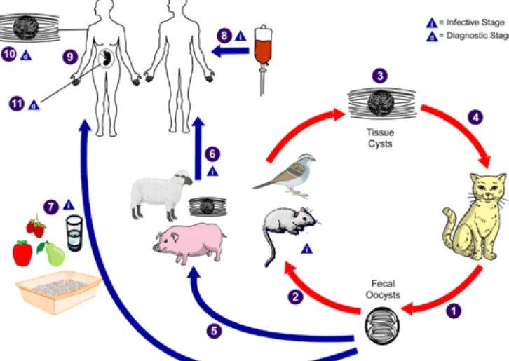 Life Cycle of Toxoplasma gondii