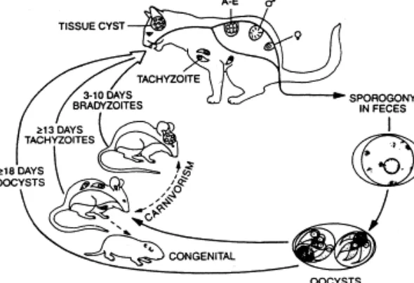 Life Cycle of Toxoplasma gondii