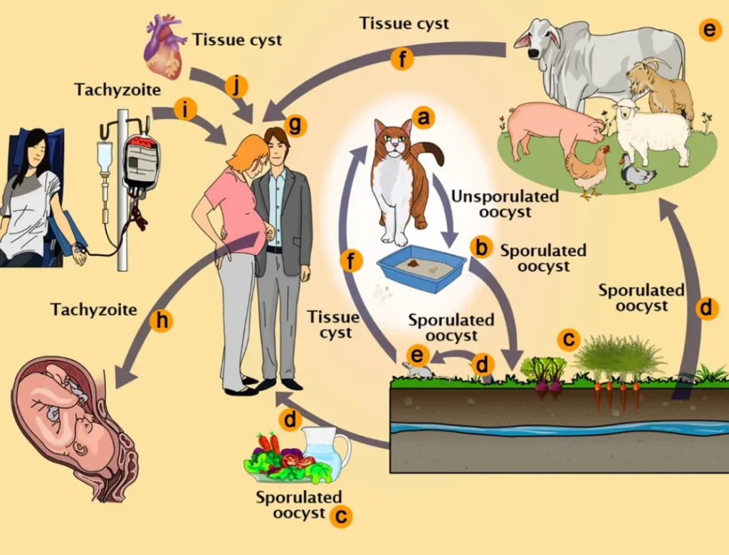 Life Cycle of Toxoplasma gondii