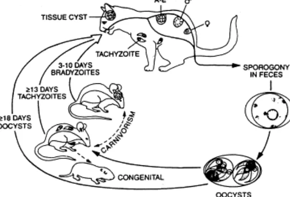 Life Cycle of Toxoplasma gondii